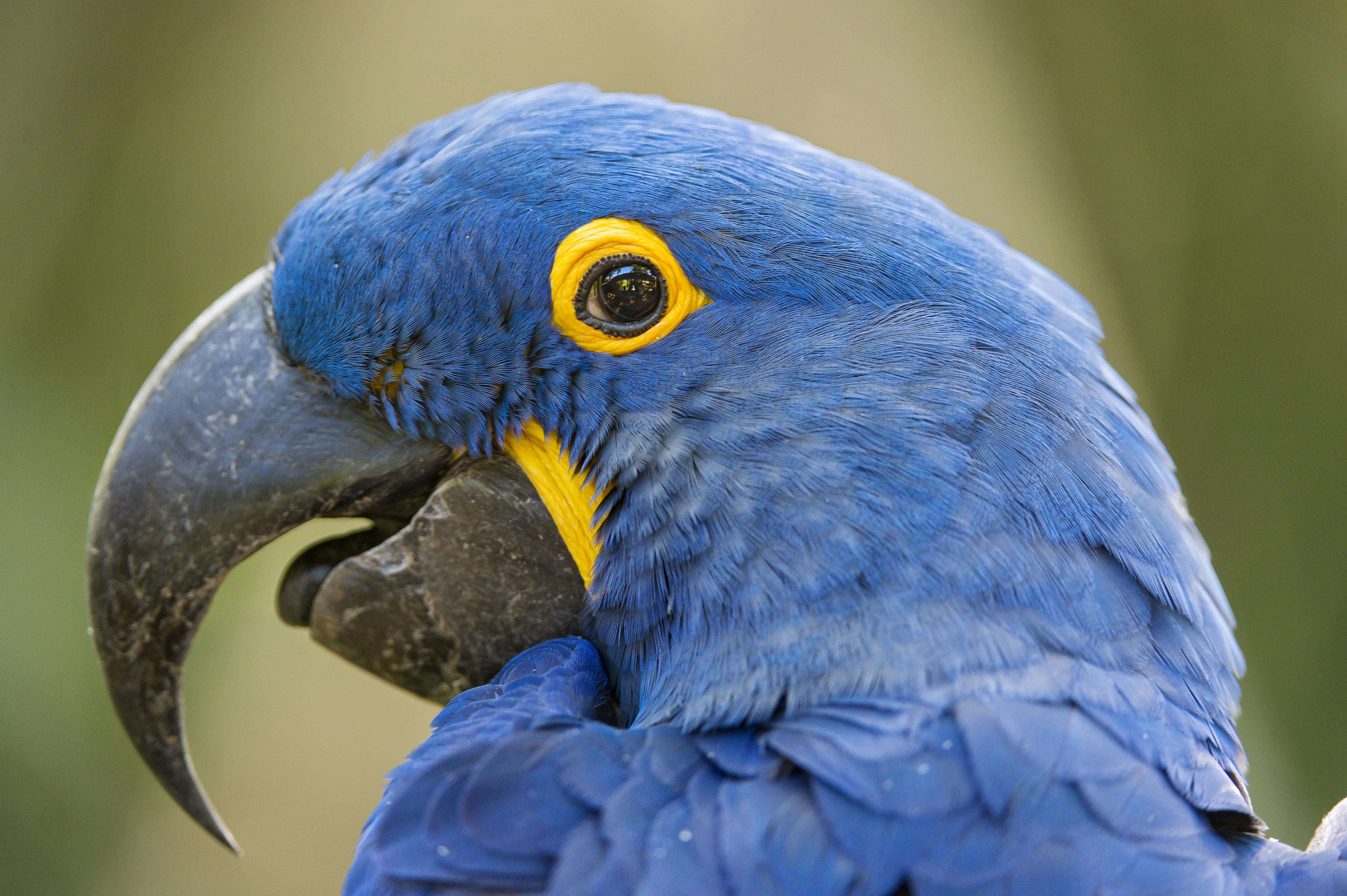 4763x3170 Hyacinth Macaw 4k Ultra HD Wallpaper