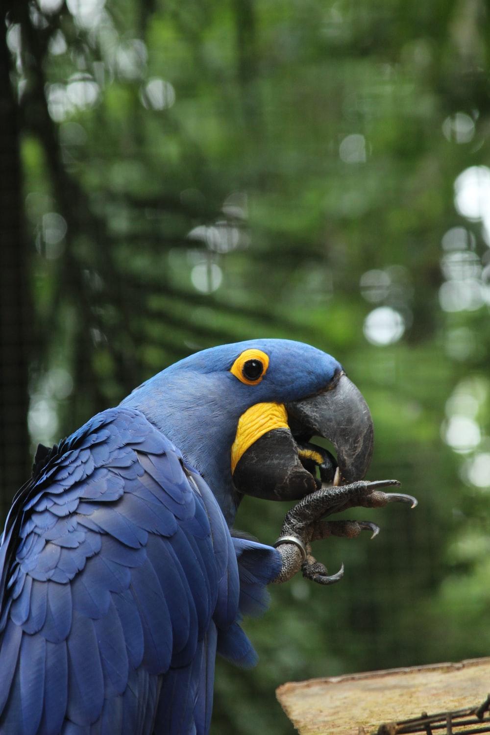 1000x1500 hyacinth macaw selective focus photography photo