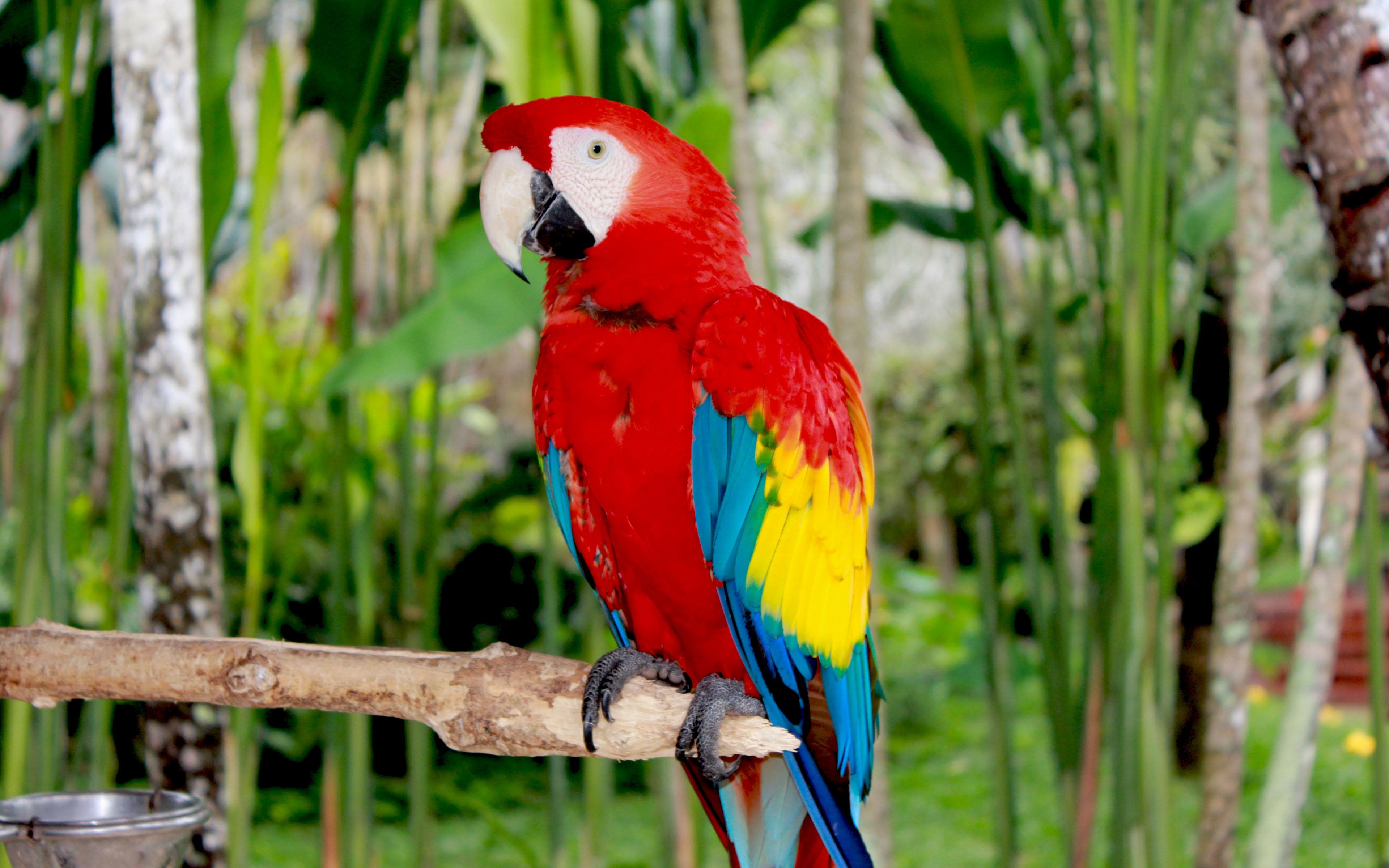 3840x2400 Scarlet Macaw Colored Parrots, Wallpaper For Your Mobile And Pc :