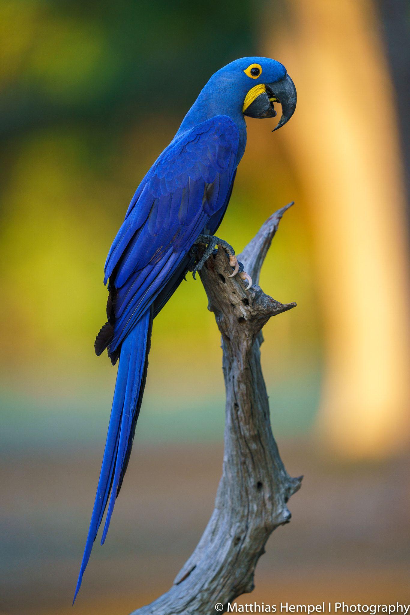 1366x2048 Hyacinth Macaw. Hyacinth macaw, Macaw, Animal photography wildlife