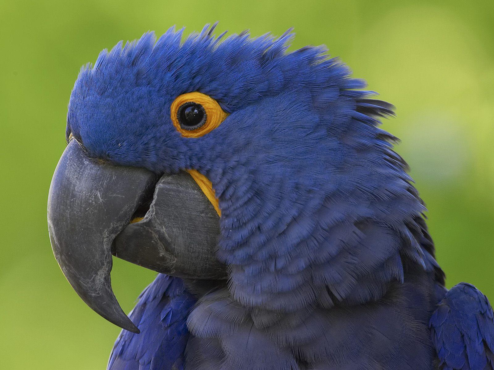 1600x1200 Hope for the Hyacinth Macaw