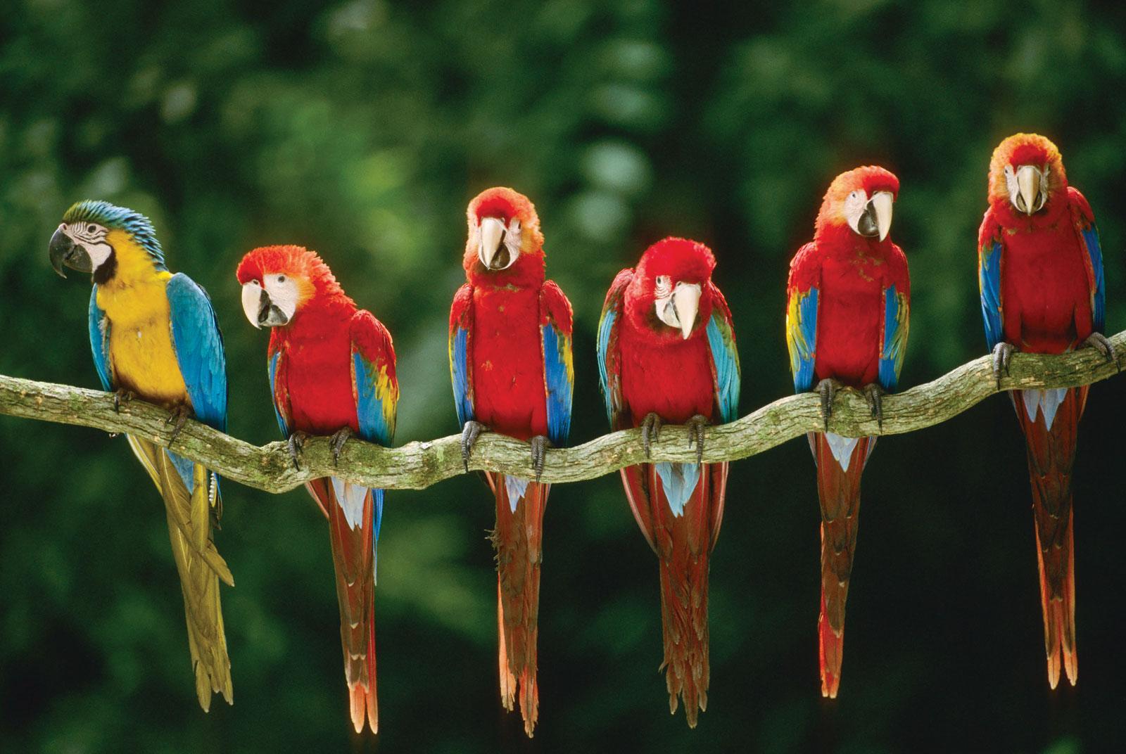 1600x1072 The scarlet macaw can eat fruits toxic enough to kill other animals.: Awwducational