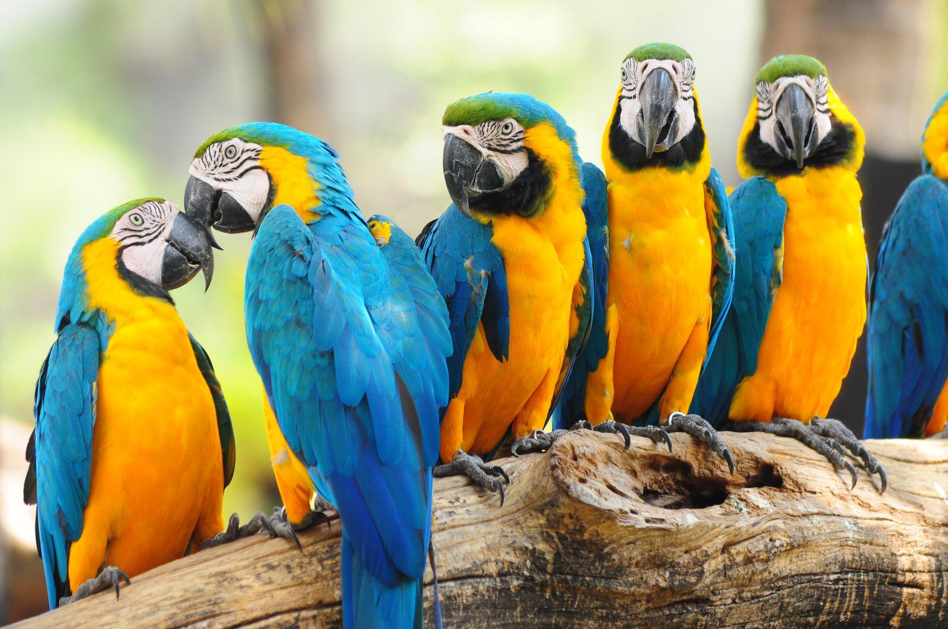 1920x1275 4K Ultra HD Blue And Yellow Macaw Wallpaper And Background Image