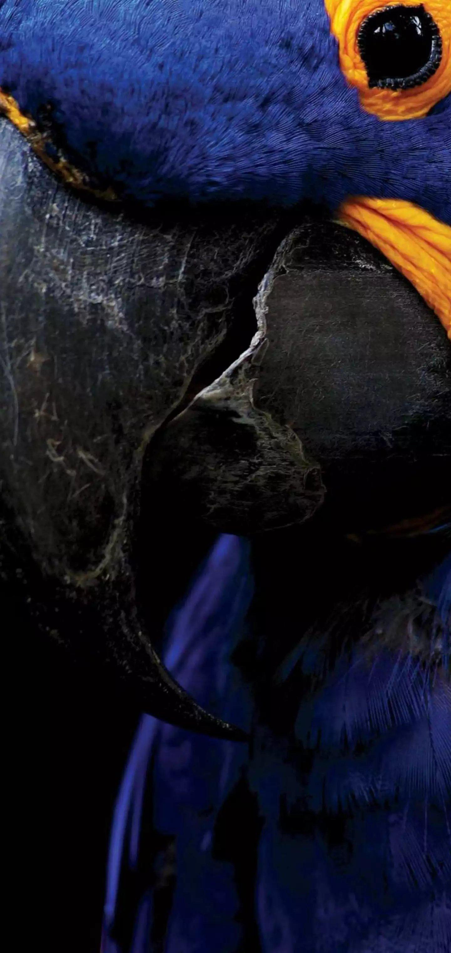 1440x3040 Blue Macaw Galaxy S10 Hole Punch Wallpaper