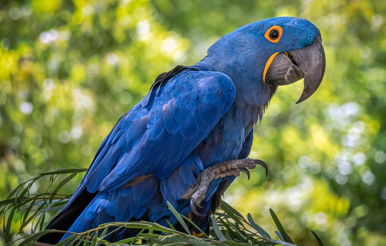 1332x850 Wallpaper bird, feathers, beak, parrot, hyacinth macaw image for desktop, section животные