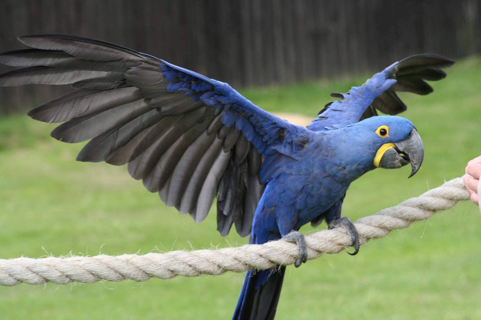 1600x1067 Most viewed Hyacinth Macaw wallpaperK Wallpaper
