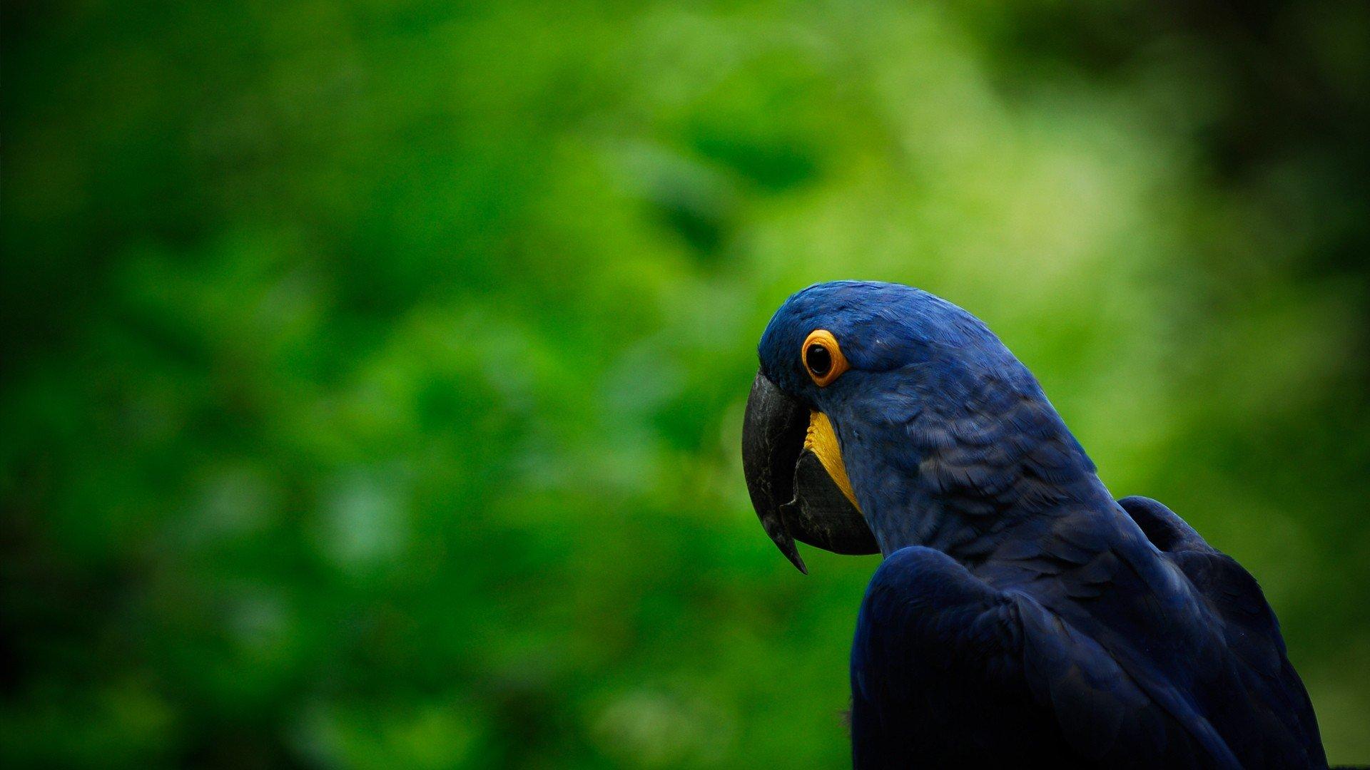 1920x1080 birds, Parrots, Hyacinth, Macaw Wallpaper HD / Desktop and Mobile Background