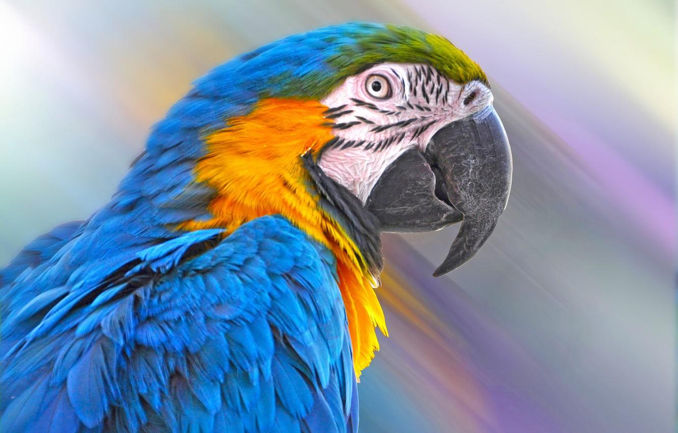 1332x850 Wallpaper Bird, Feathers, Beak, Parrot, Blue And Yellow Macaw Image For Desktop, Section животные