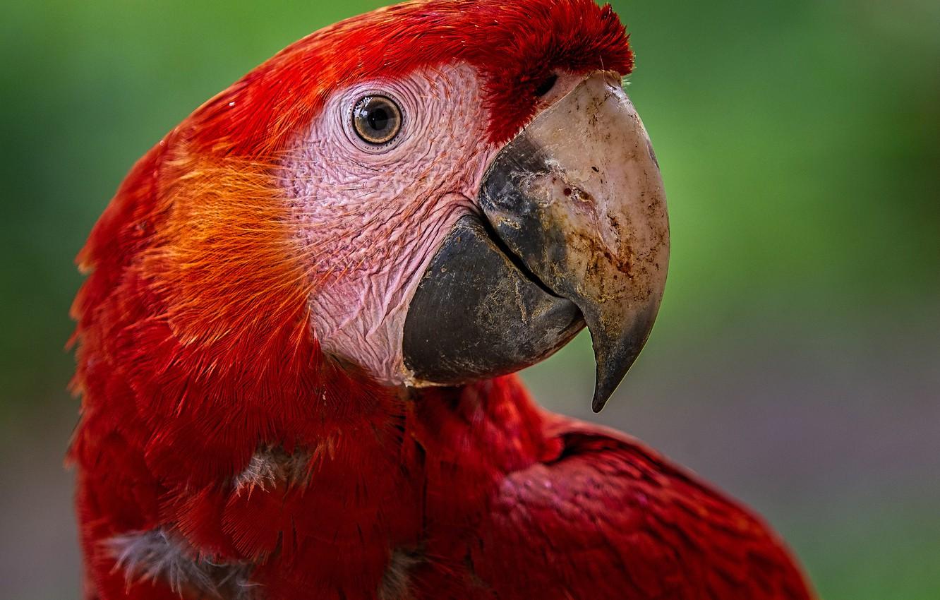 1332x850 Wallpaper background, bird, feathers, parrot, red, bokeh, Scarlet Macaw image for desktop, section животные