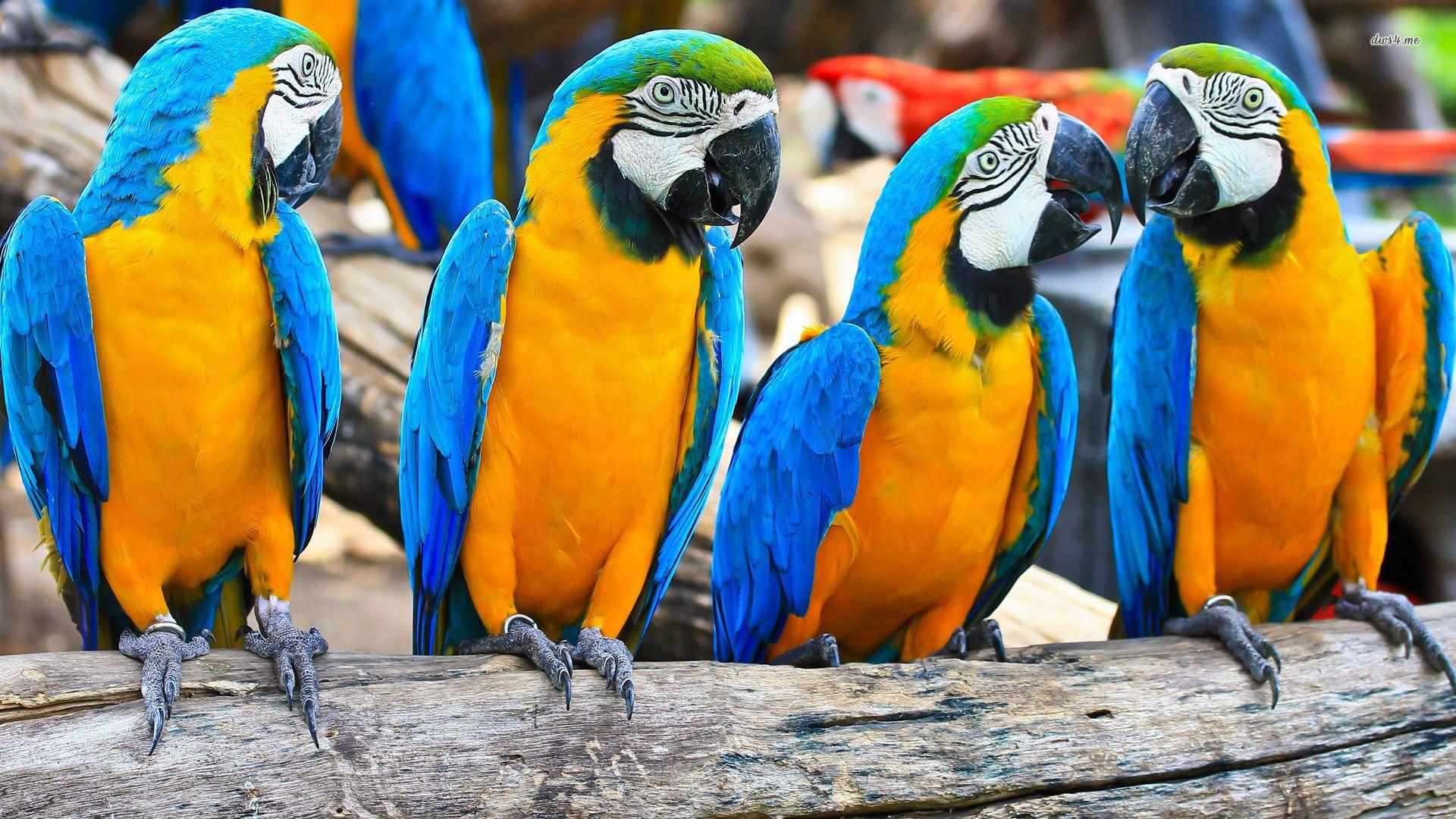 1920x1080 orange macaw and yellow macaw, Macaw wallpaper, Macaw