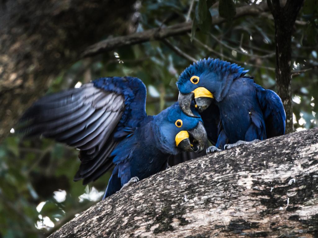 1024x768 Hyacinth Macaw Health, Personality, Sounds, Habitat and Colors