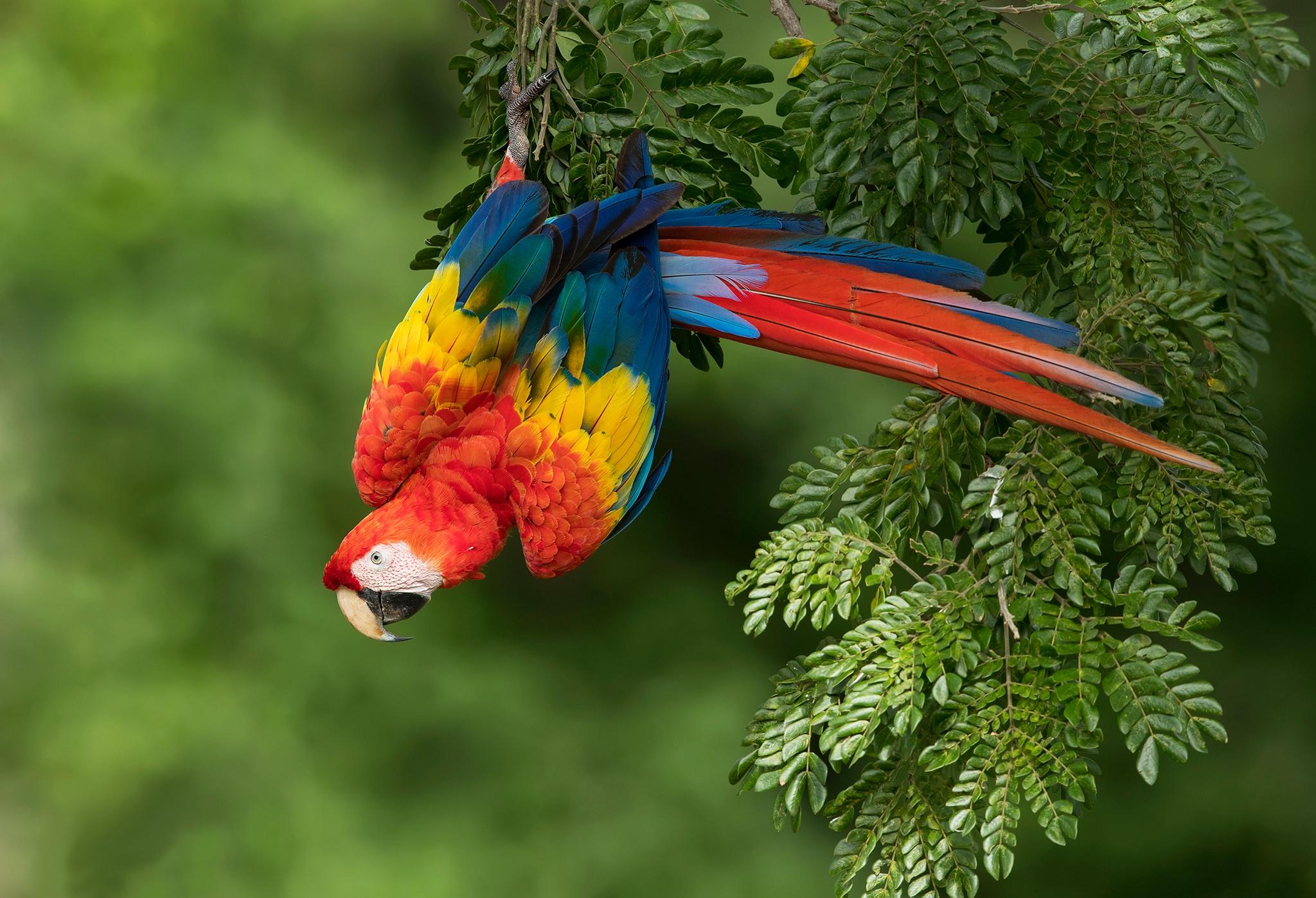 2048x1398 scarlet macaw HD wallpaper, background
