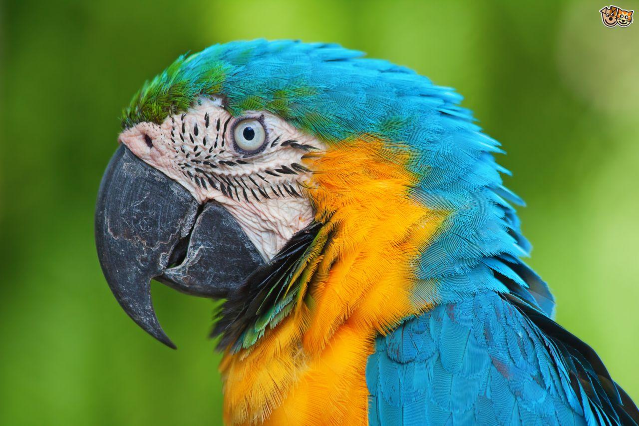 1280x853 Free download Blue and yellow Macaw Wallpaper and Background Image stmednet [1280x853] for your Desktop, Mobile & Tablet. Explore Macaw Wallpaper. Macaw Wallpaper, Macaw Wallpaper, Macaw Parrot Wallpaper