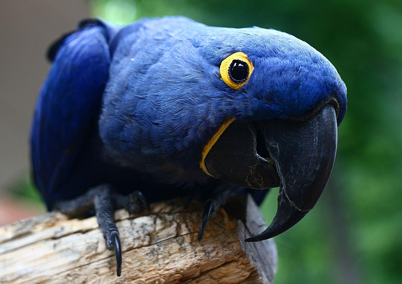 1280x905 Coolest Parrots In The World Most Today