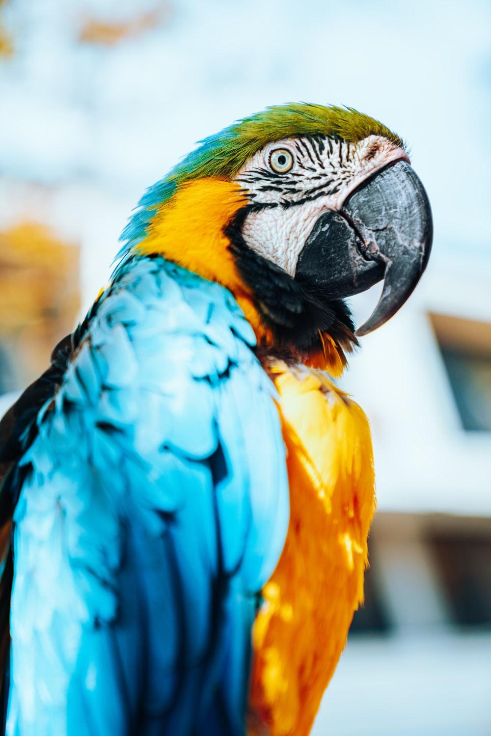 1000x1499 Blue And Yellow Macaw Picture. Download Free Image