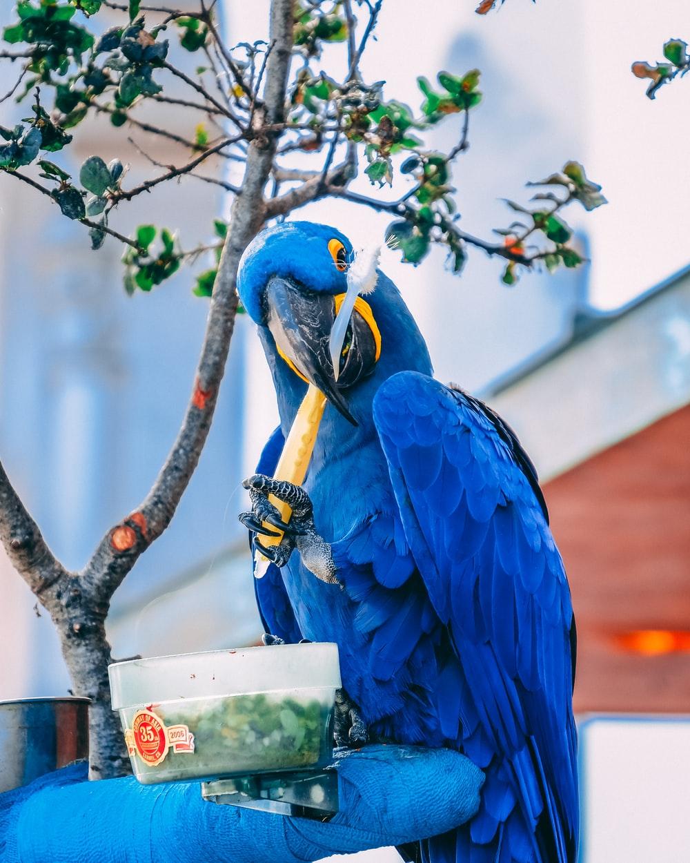 Blue Macaw Wallpapers Top Free Blue Macaw Backgrounds WallpaperAccess