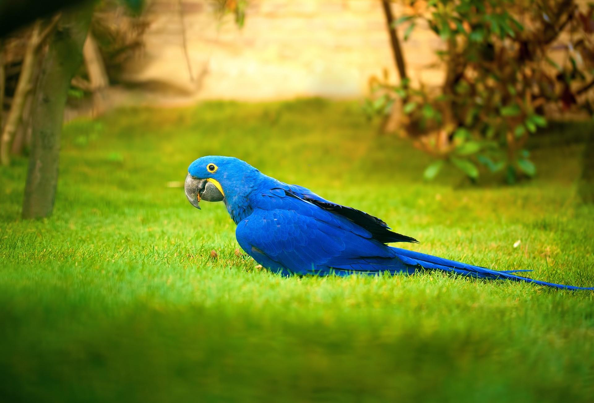 1920x1303 Hyacinth Macaw HD Wallpaper