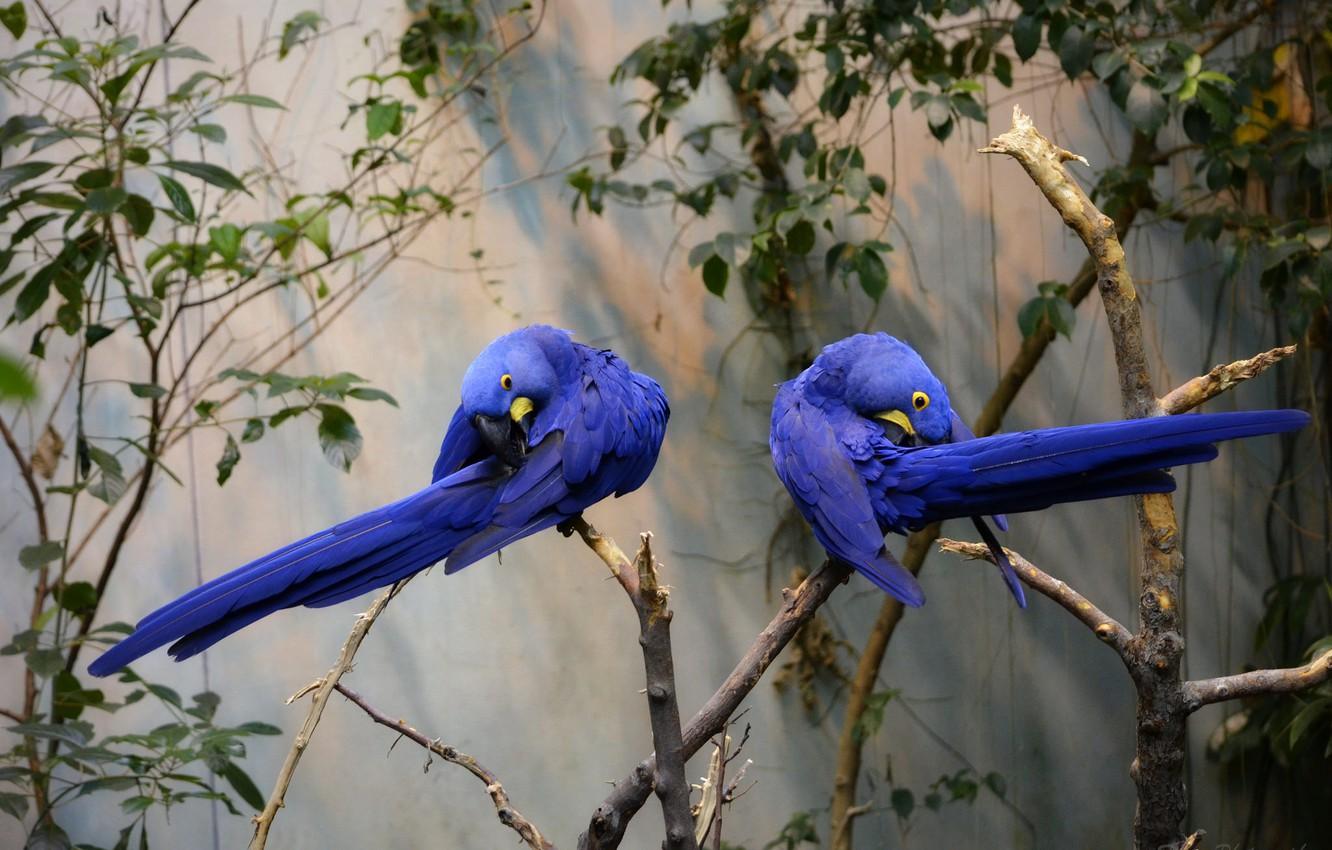 1332x850 Wallpaper branch, pair, parrots, blue, Hyacinth macaw, tree image for desktop, section животные