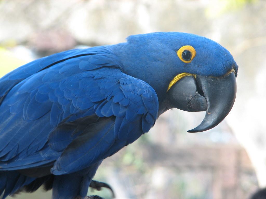 1024x768 The Hyacinth Macaw Is The Rolls Royce Of Parrots. Best On