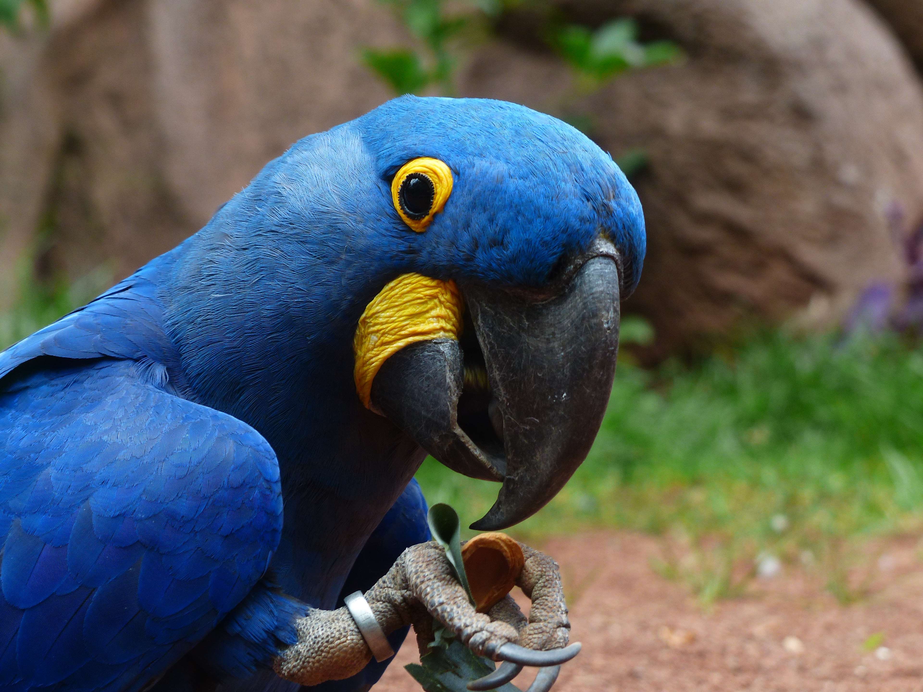 3840x2880 hyacinth macaw HD wallpaper, Background