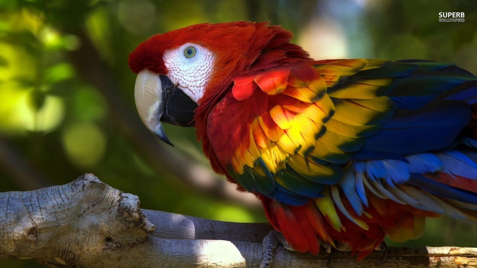 1600x900 Scarlet Macaw
