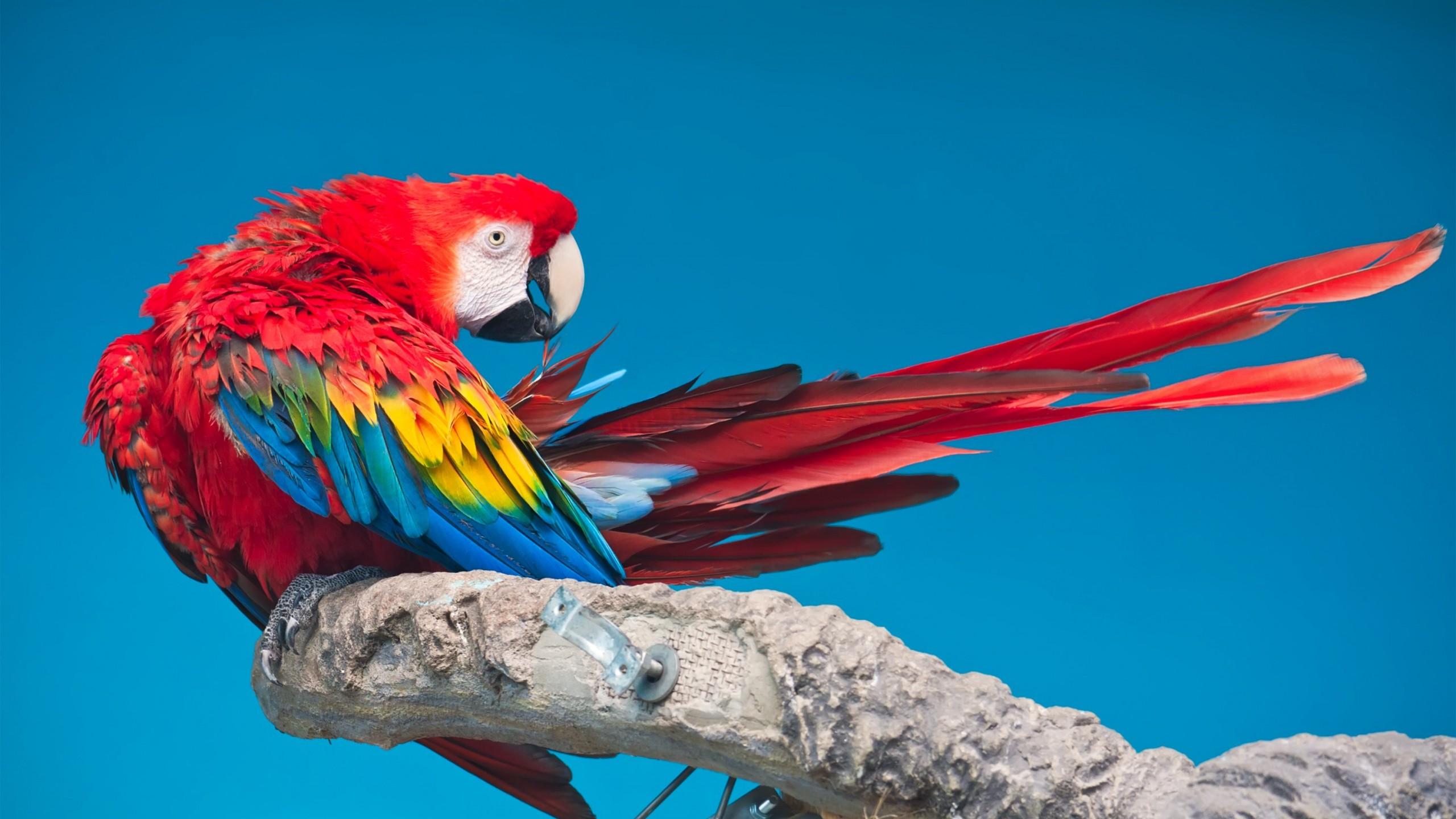 2560x1440 Scarlet Macaw Widescreen Wallpaper 78987