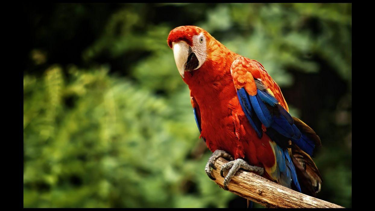 1244x700 Scarlet Macaw Wallpaper