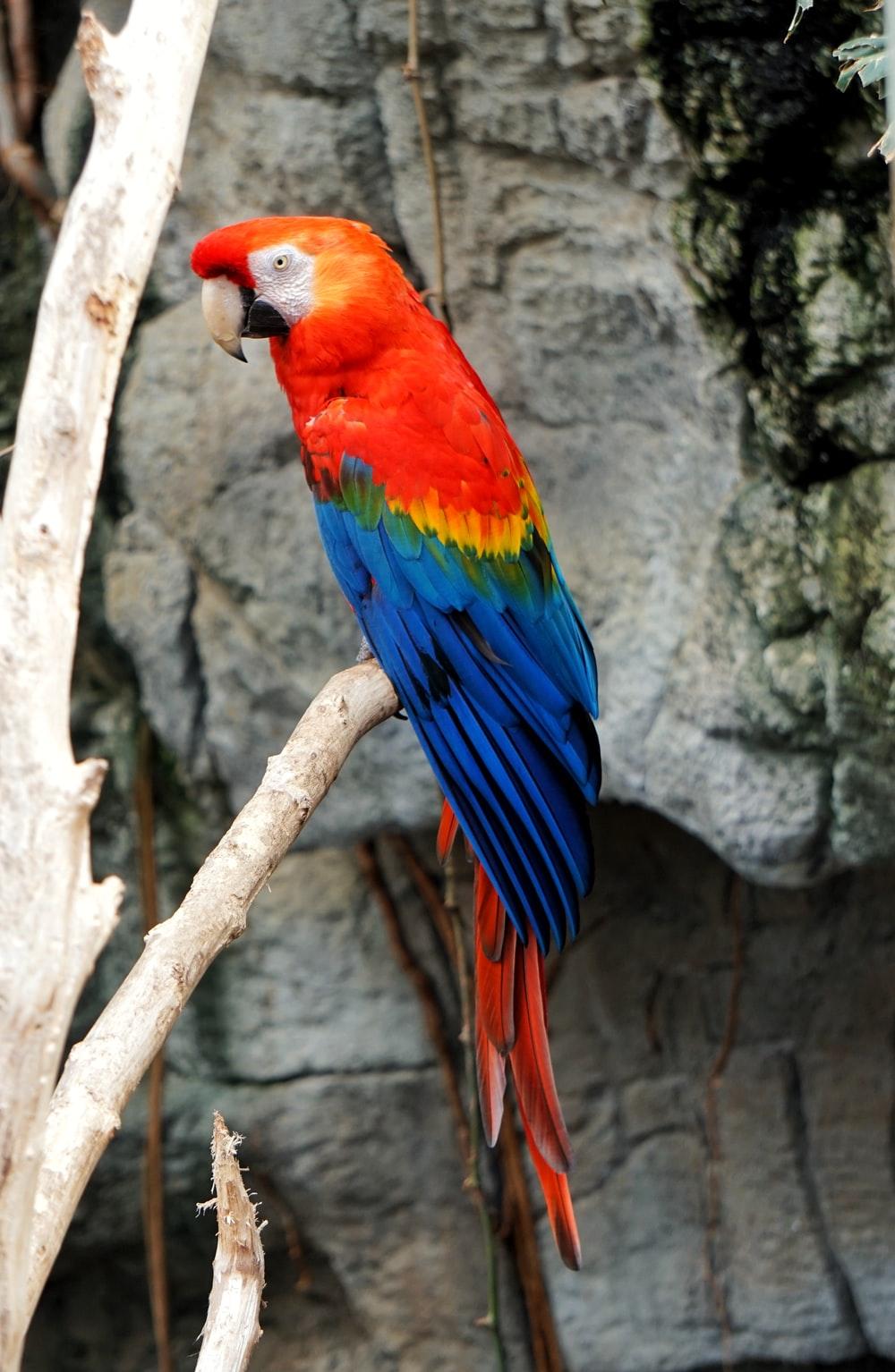 1000x1534 Macaw Parrot Picture. Download Free Image