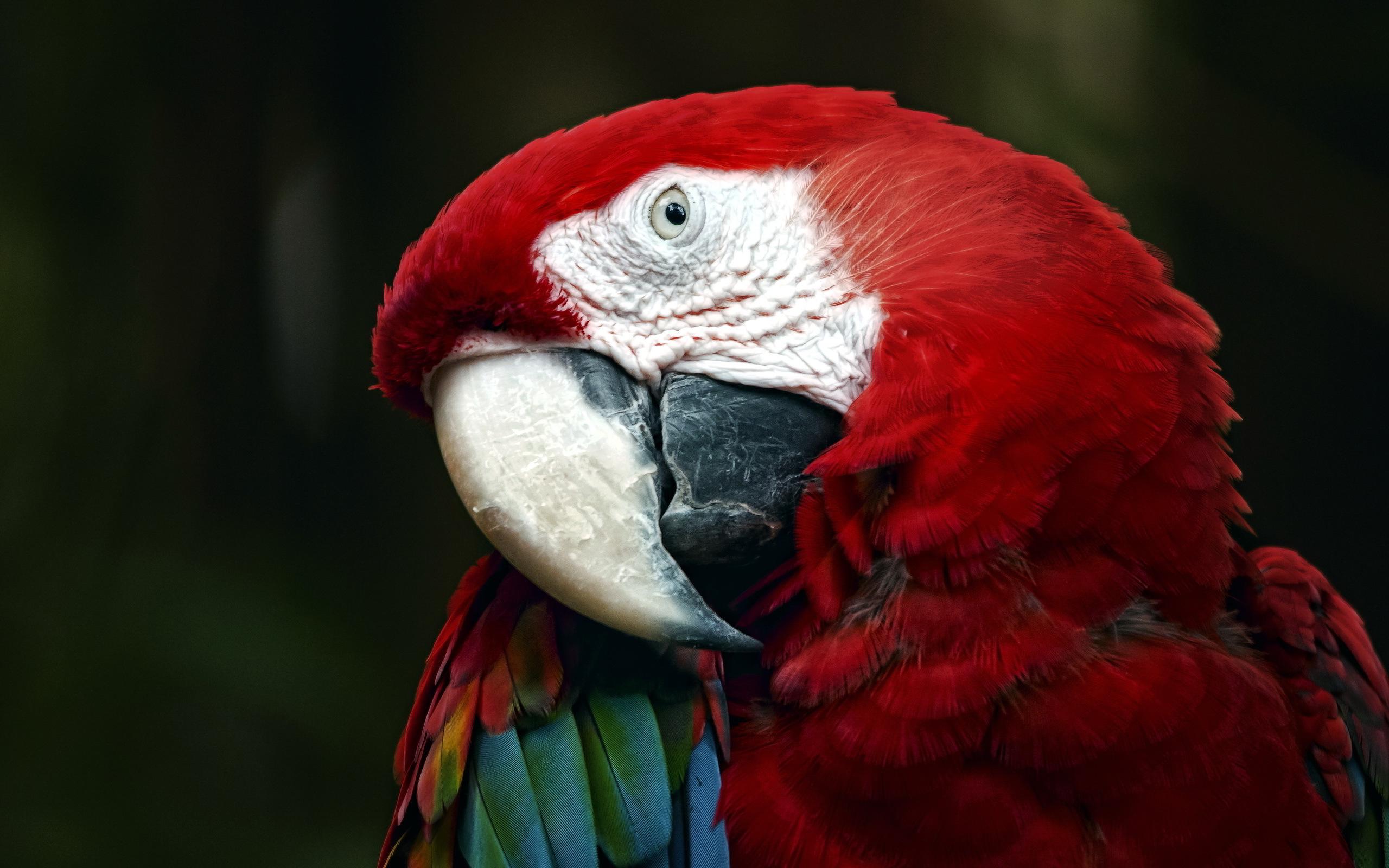 2560x1600 Red Macaw Wallpaper 46610 2560x1600px