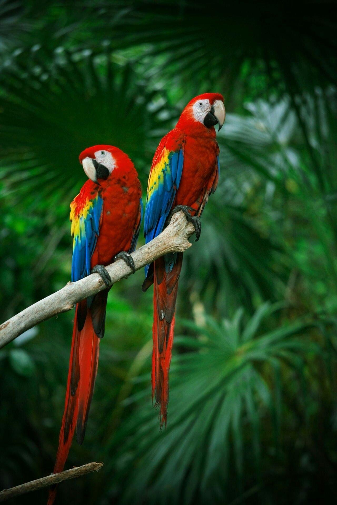 1280x1920 Beautiful animals of the world