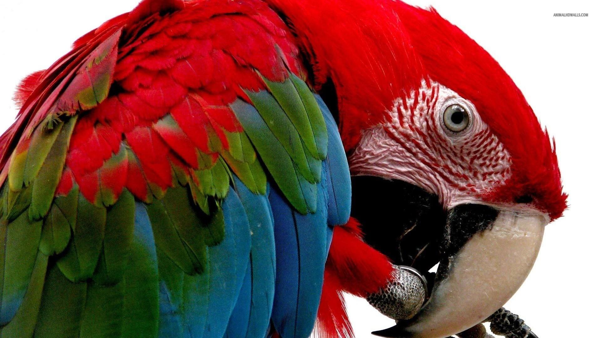 1920x1080 Macaw wallpaperx1080