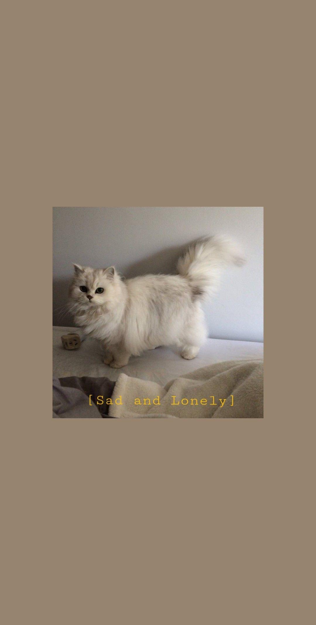 1080x2131 Wallpaper Aesthetic White Cat