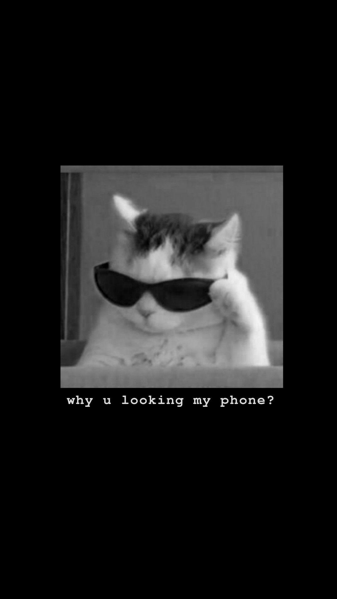 1080x1920 lockscreen. Sassy wallpaper, Cat wallpaper, Funny phone wallpaper