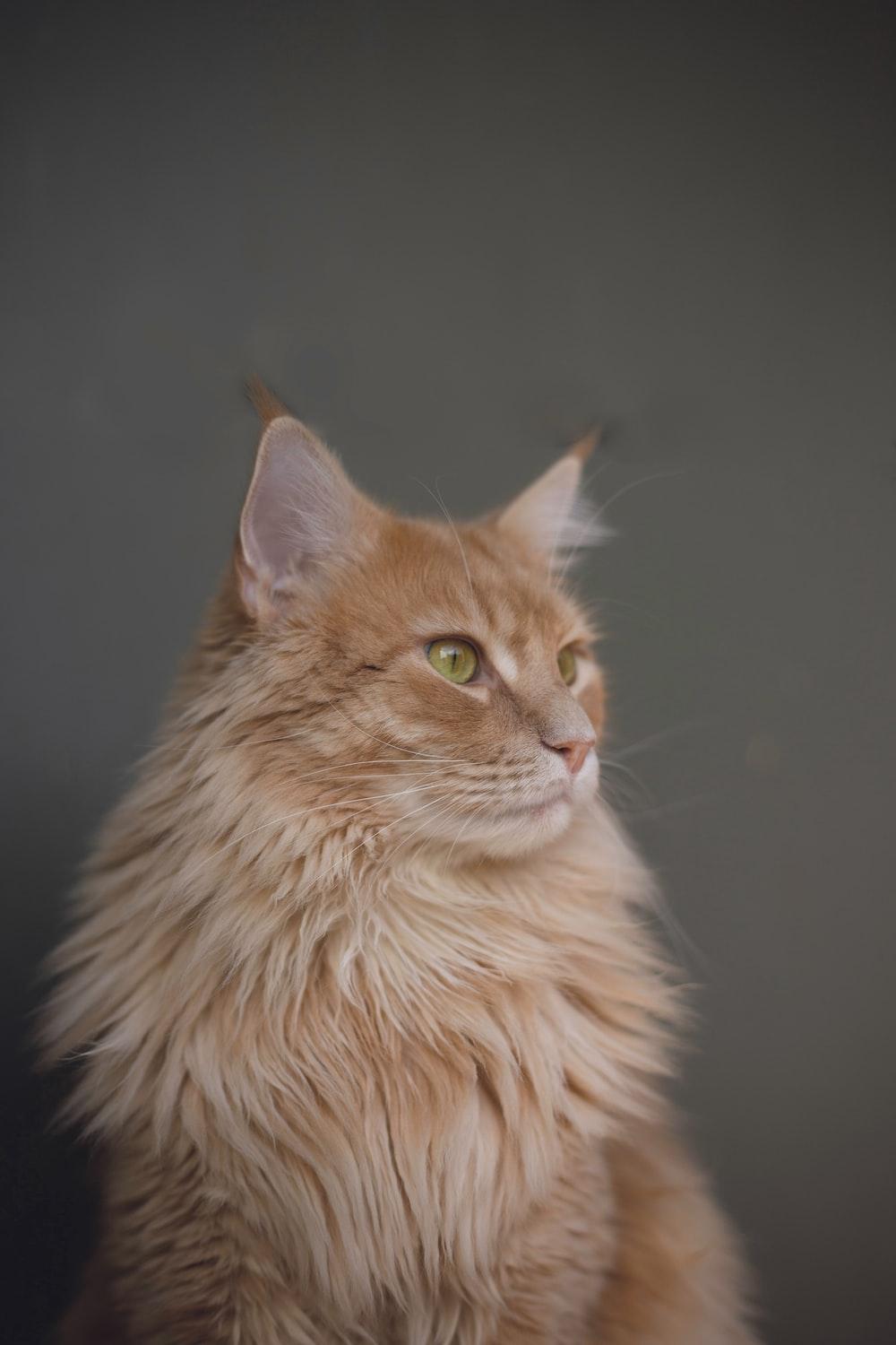 1000x1500 Cat Wallpaper: Free HD Download [HQ]
