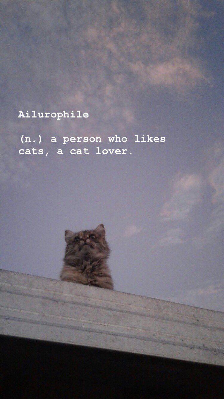 750x1334 Korean Cat Aesthetic Wallpaper
