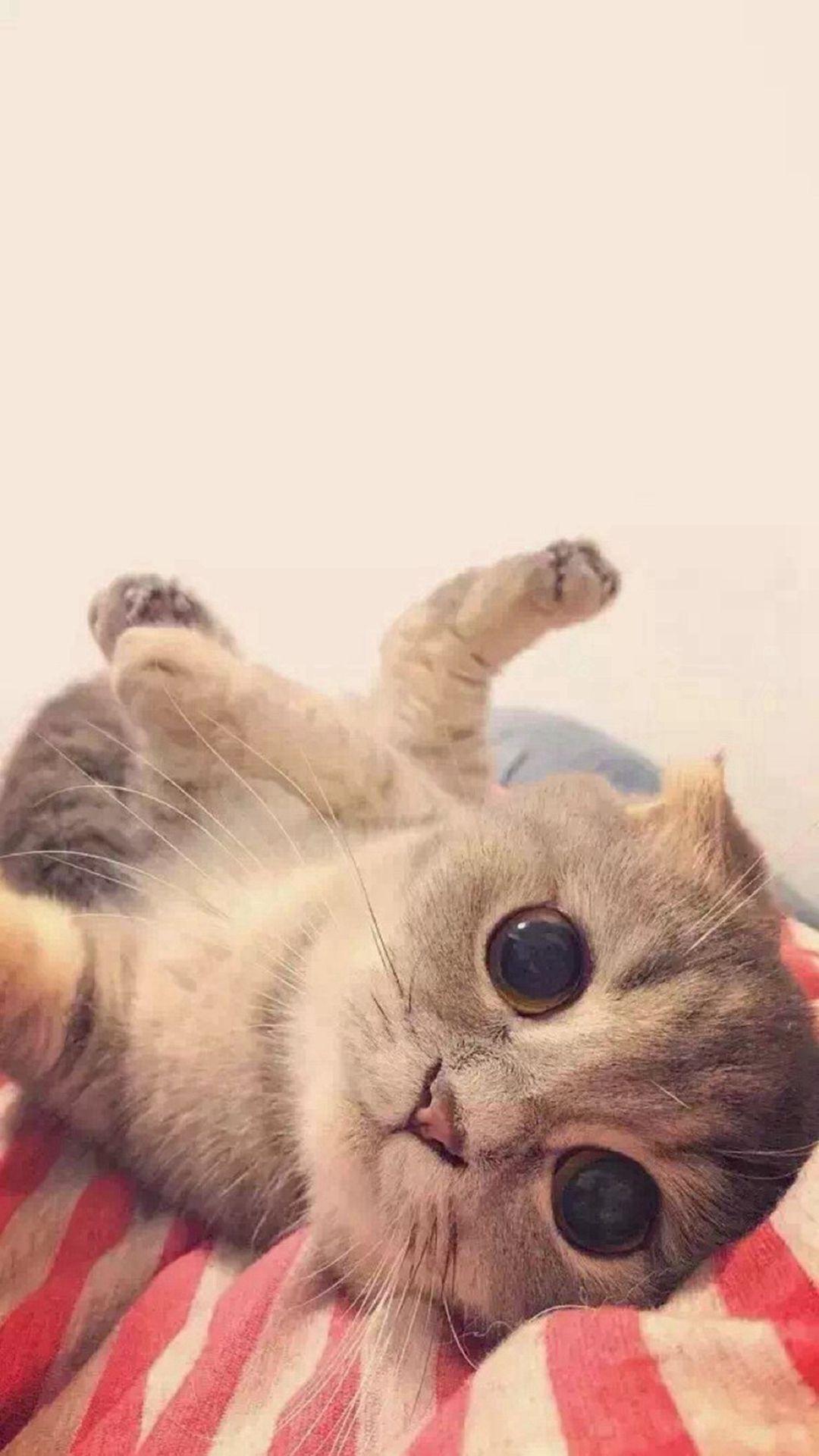 1080x1920 Funny Cat iPhone Wallpaper
