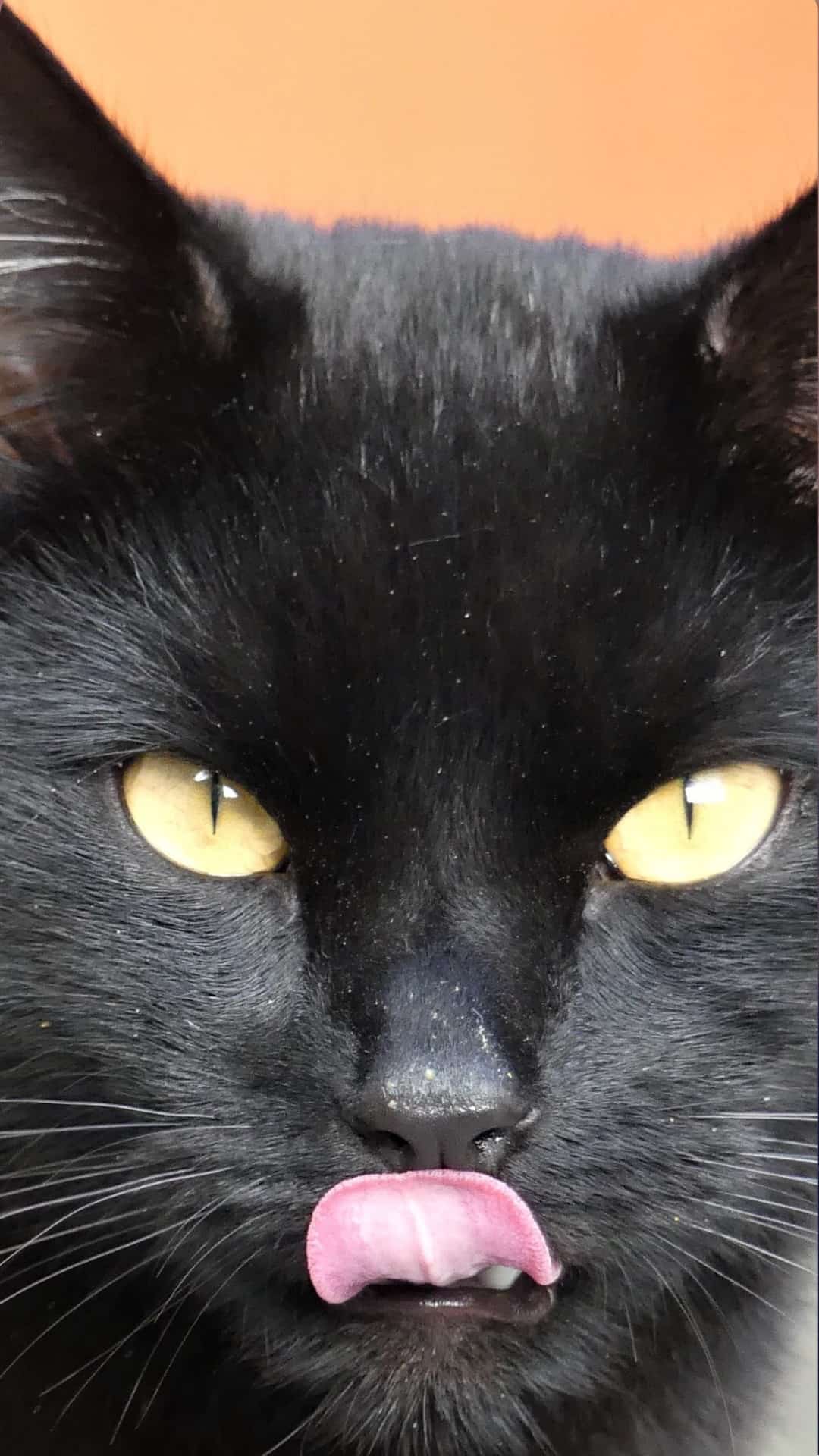 1080x1920 Black Cat Wallpaper For iPhone Photograph Black Shelter Cats