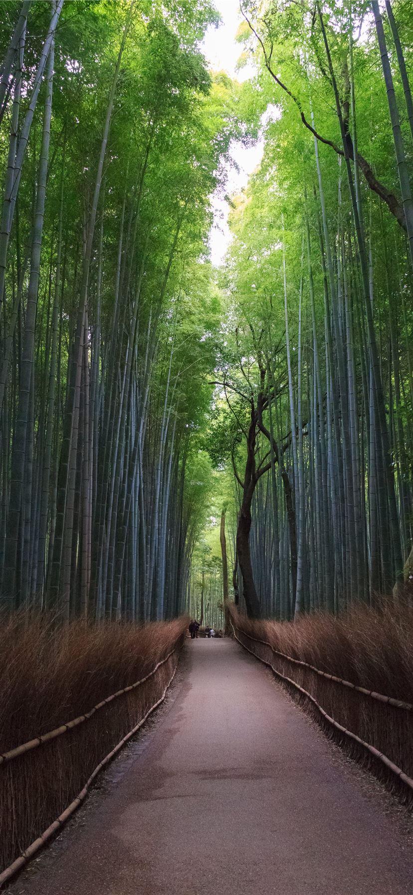 bamboo tree wallpaper