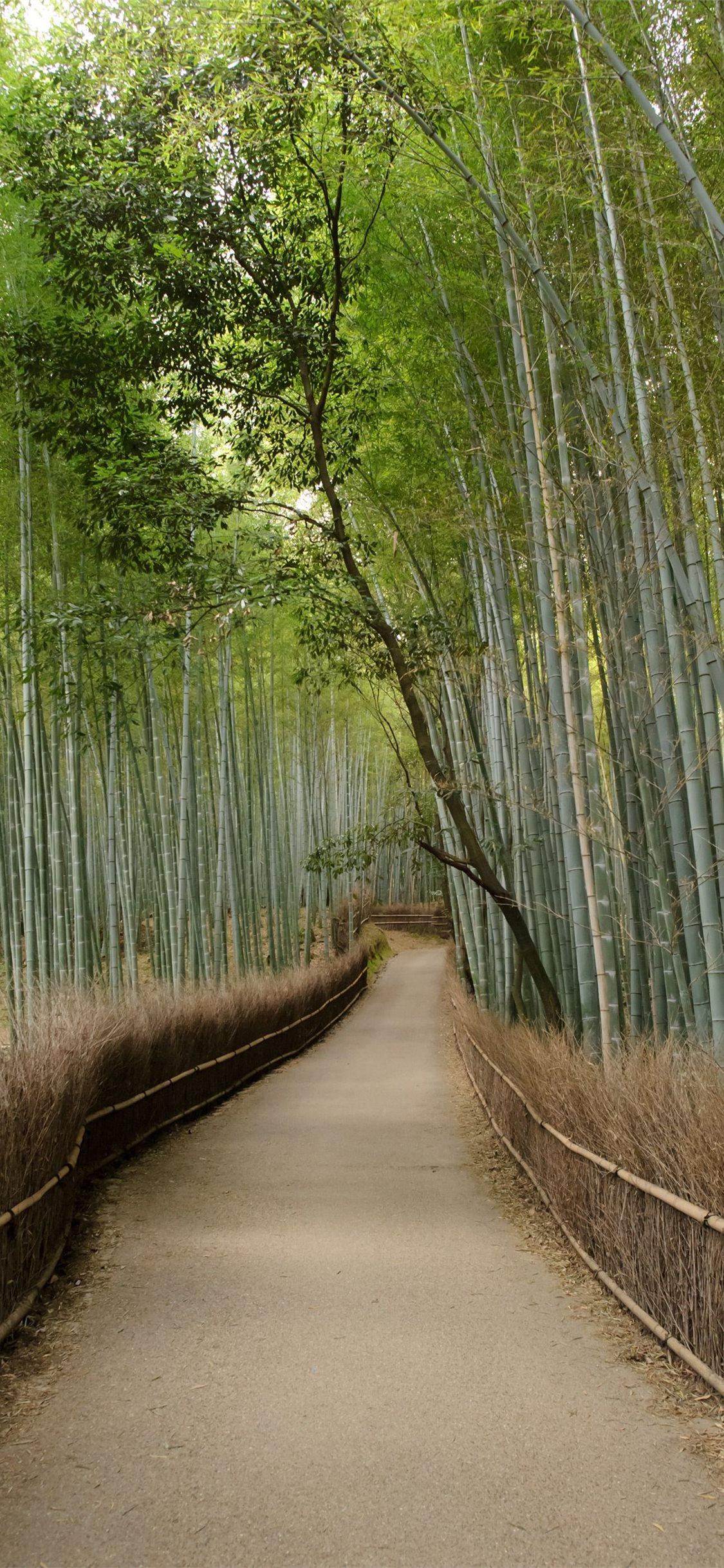 1125x2436 Sagano Bamboo Forest iPhone 11 Wallpaper Free Download