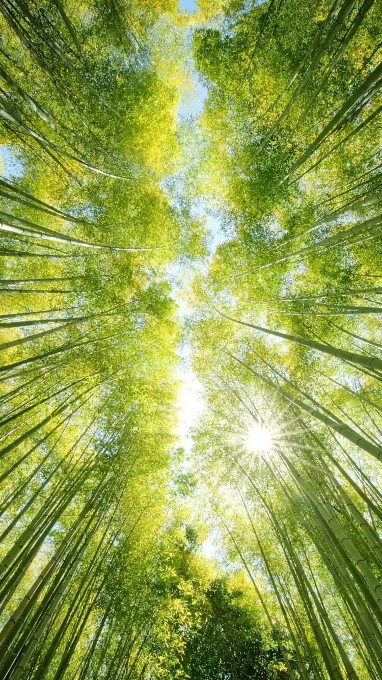 750x1334 Wallpaper Bamboo forest, green, sun rays, from bottom view 1920x1200 HD Picture, Image