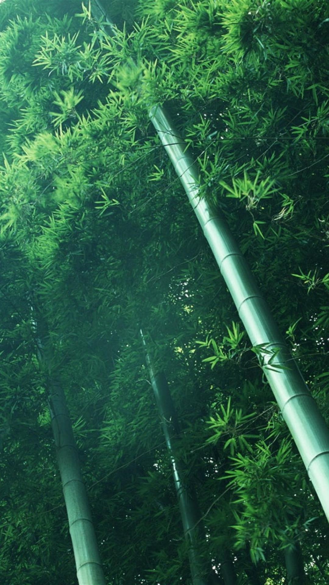 1080x1920 Bamboo iPhone Wallpaper