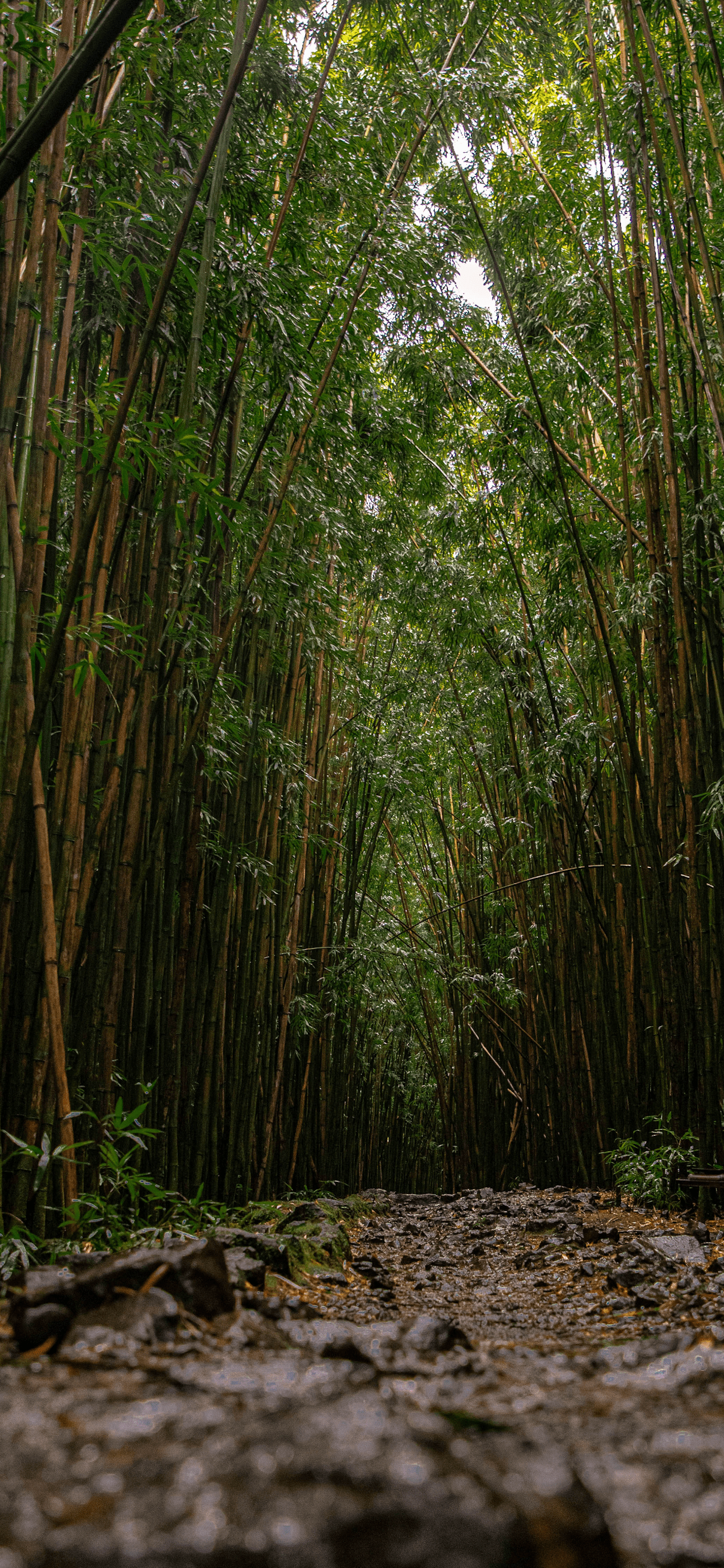 1242x2688 Bamboo forest Wallpaper for iPhone Pro Max, X, 6