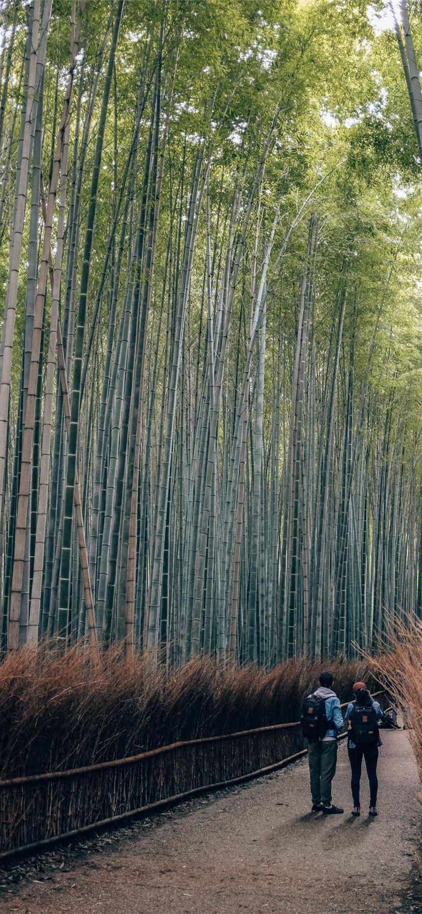 828x1792 Sagano Bamboo Forest iPhone X Wallpaper Free Download