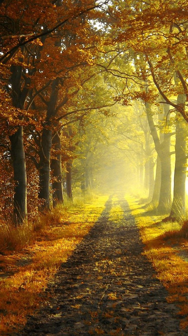 750x1334 iPhone 6 Autumn Wallpaper