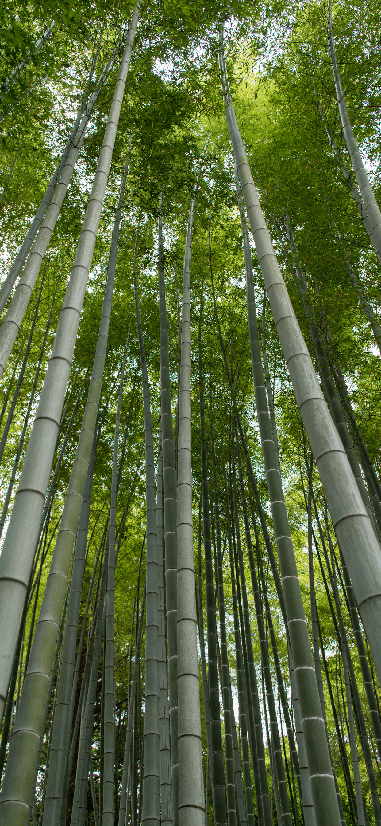1242x2688 Bamboo forest Wallpaper for iPhone Pro Max, X, 6