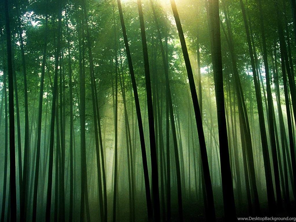 1024x768 Plant Desktop Background Of The Quiet Bamboo Forest Wallpaper. Desktop Background