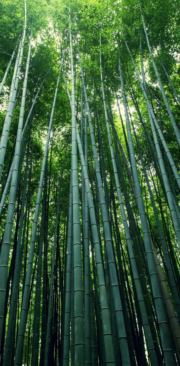630x1280 Bamboo forest wallpaper