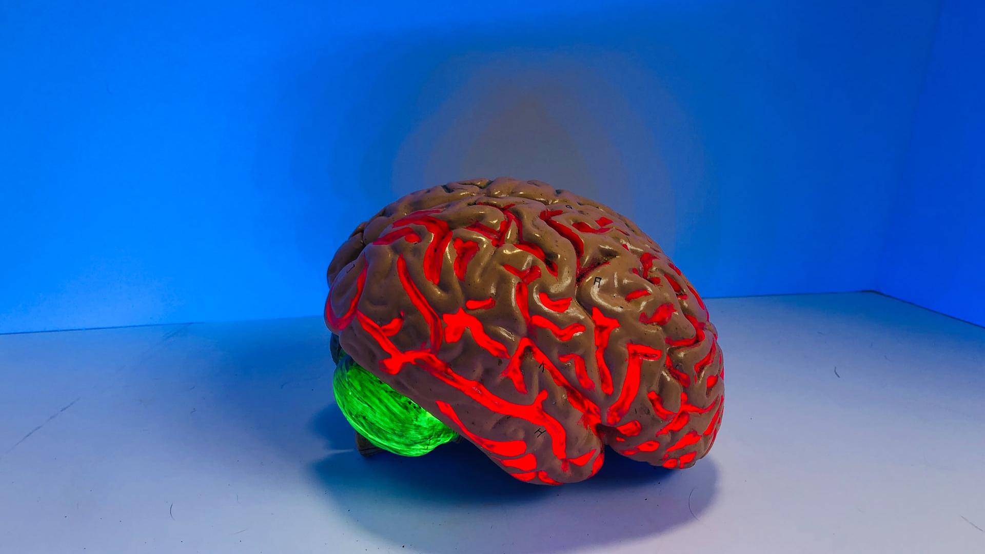 1920x1080 Structure Of Brain HD Medical Art Wallpaper