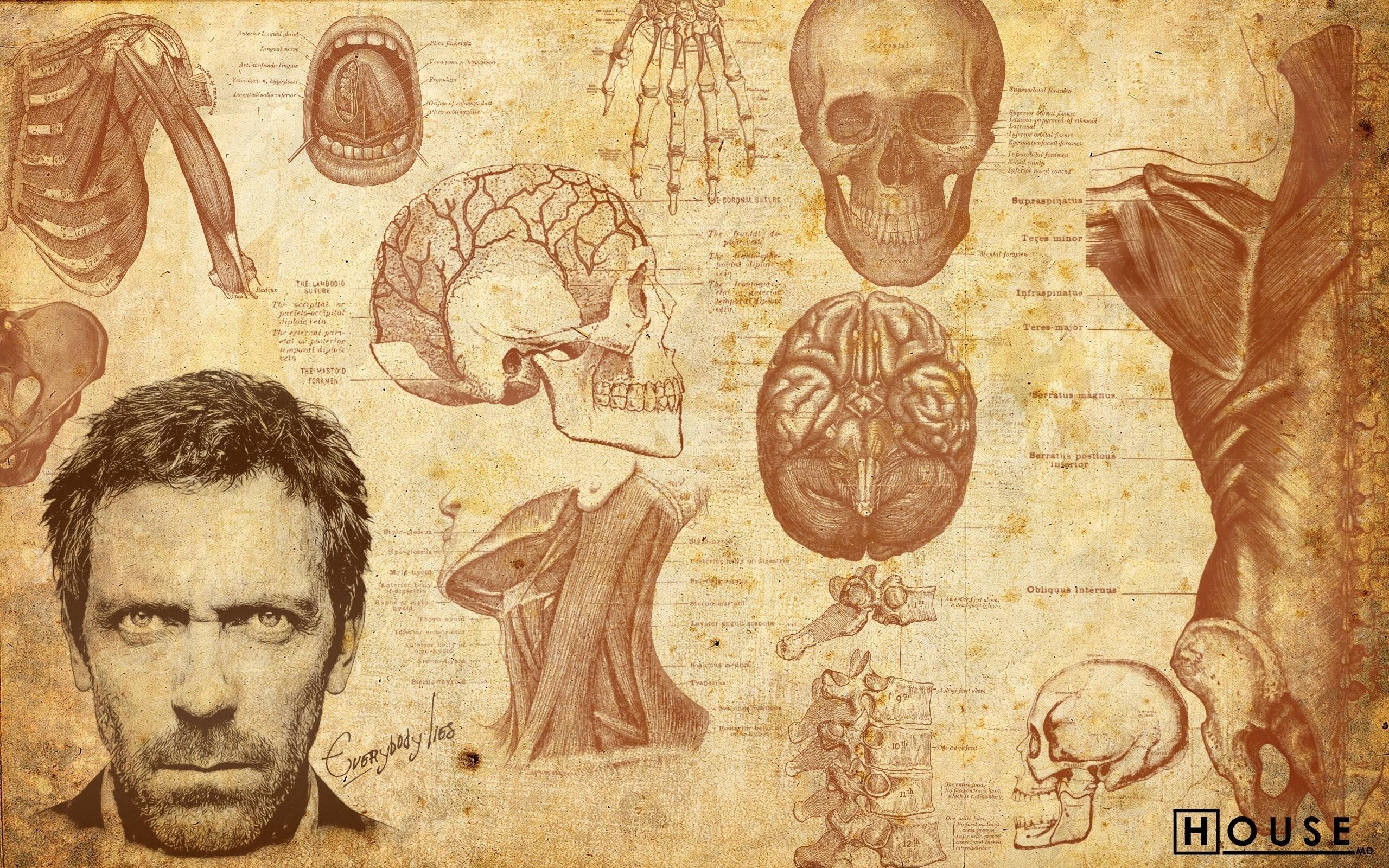 2560x1600 #actor, #skull, #bones, #medicine, #Hugh Laurie, #brain, #people, #spine, #men, #Gregory House, #muscles, #face, #artwork, wallpaper. Mocah HD Wallpaper