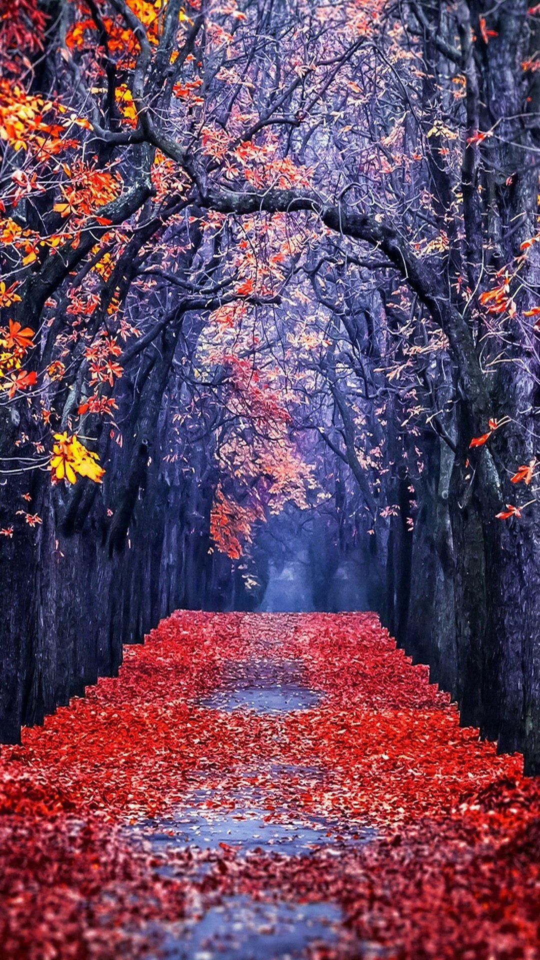 1080x1920 Autumn Forest